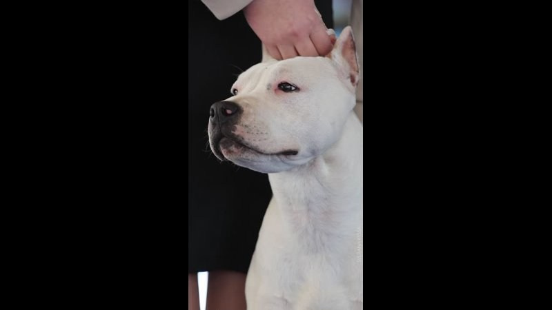 Видео. Фотограф — анималист Светлана Кысса|фотограф собак в Краснодаре и Нижнем Новгороде