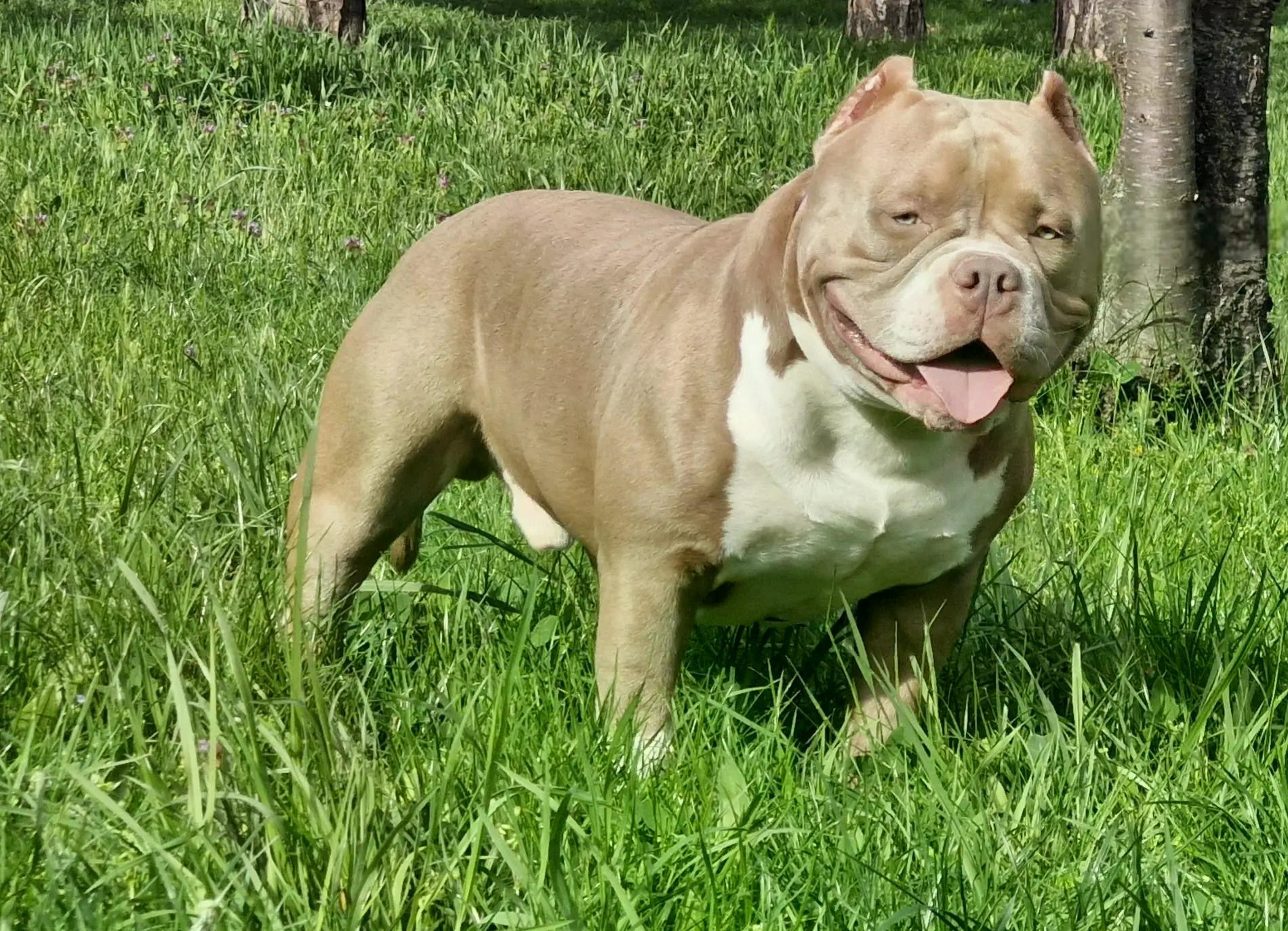 Булли покет кобель Евгур. ПИТОМНИК СОБАК ПОРОДЫ АМЕРИКАНСКИЙ БУЛЛИ