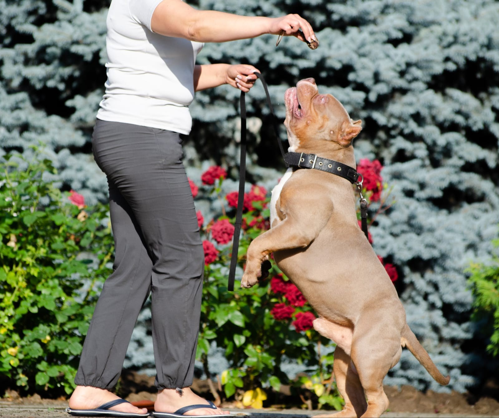 очень яркий окрас American Bully