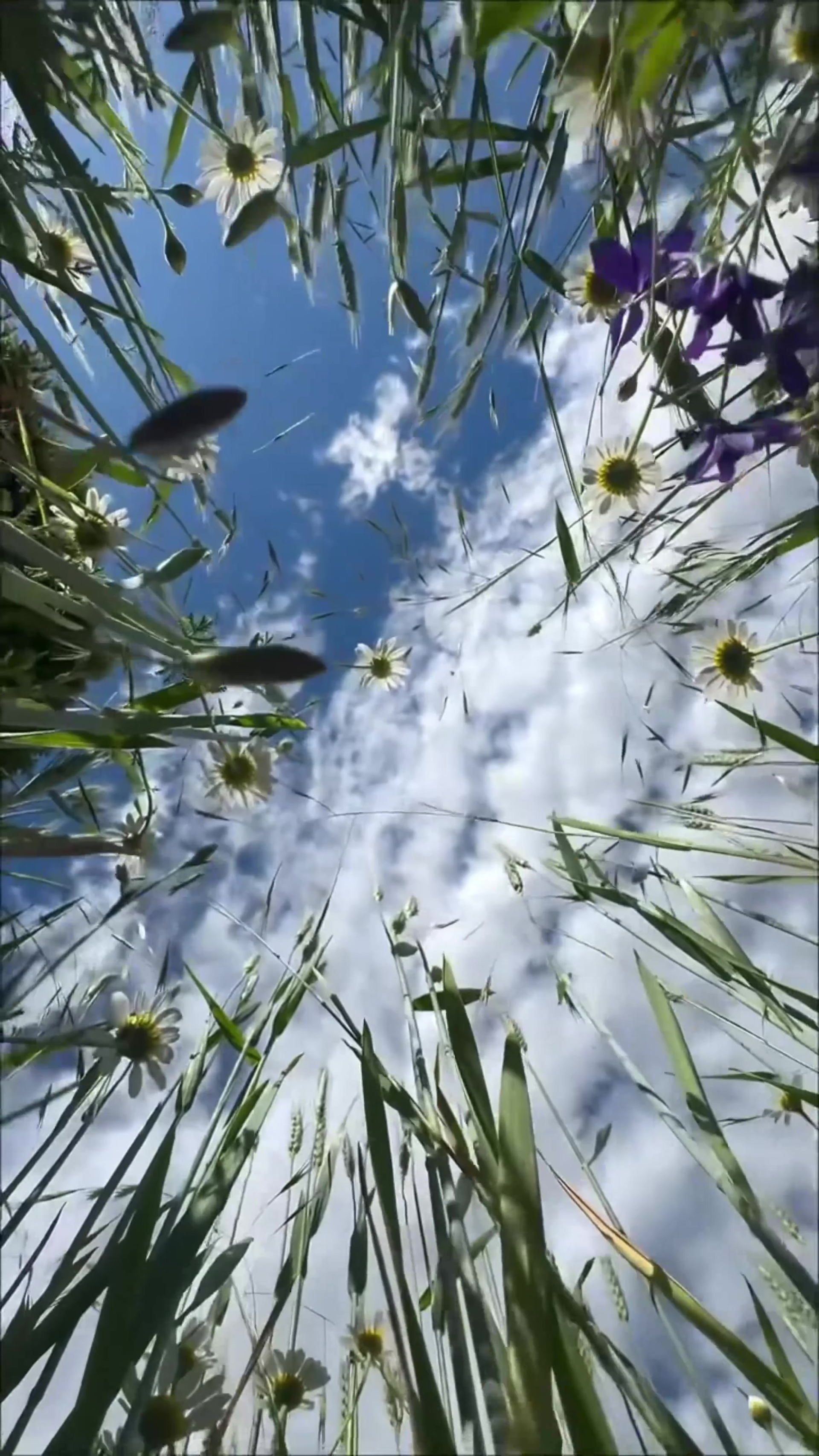 Видео. NOIRELLE production