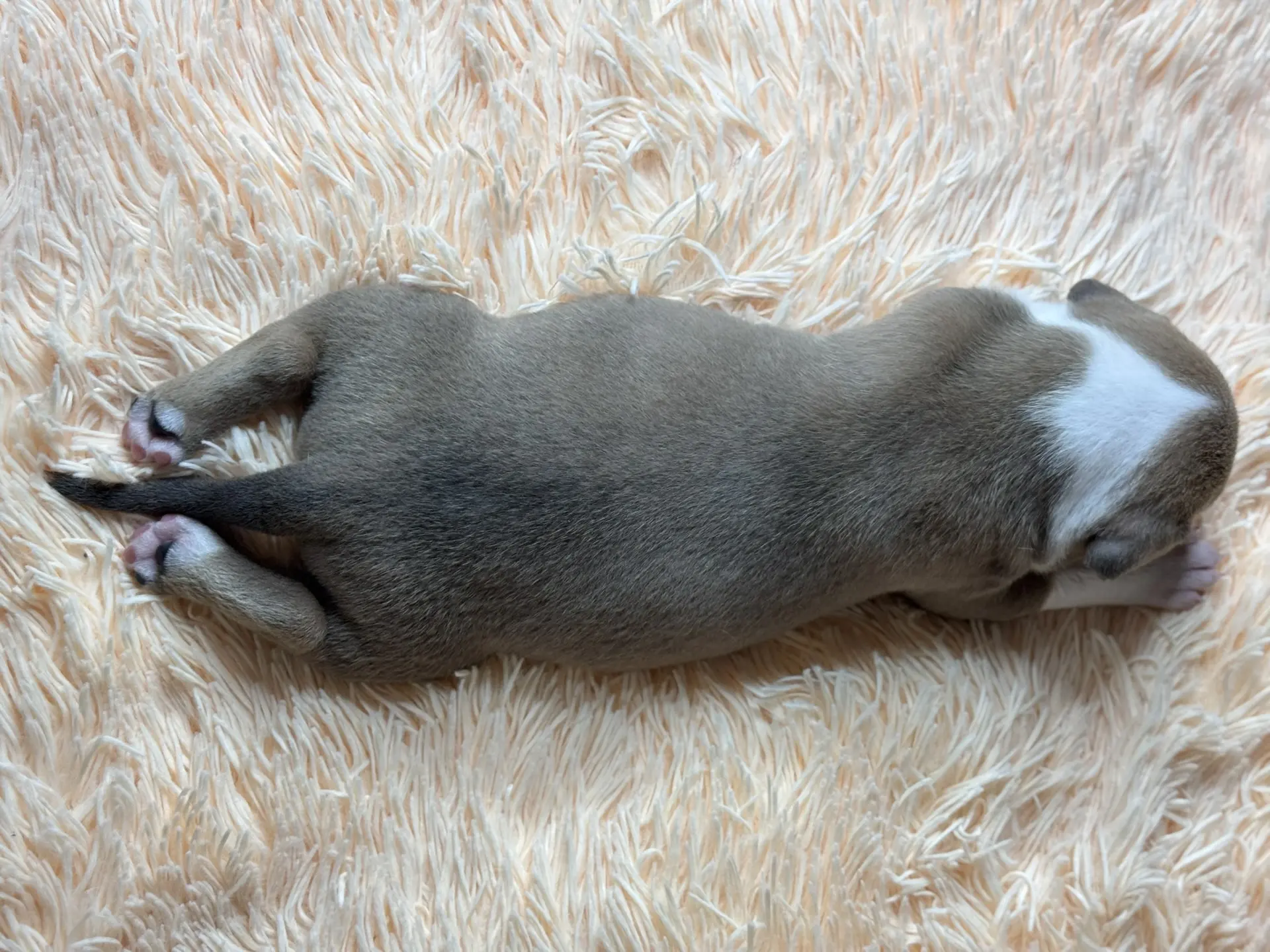 Свободные щенки Американский Булли стандарт и Свободные щенки Американский Булли классик. Американский Булли в г. Ростов-на-Дону. Питомник THE POWER OF SIBERIA