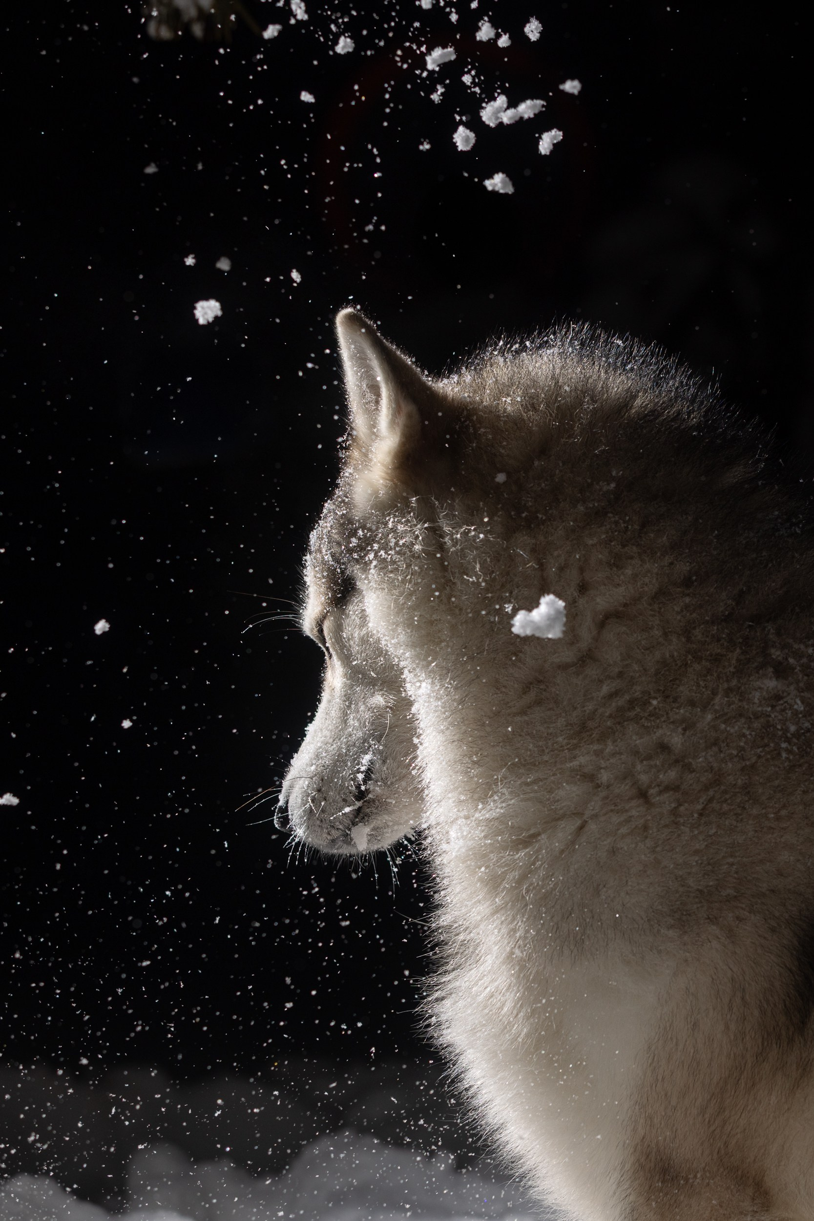 Отзывы. ESHE_PHOTO Фотограф в Москве и Московской области