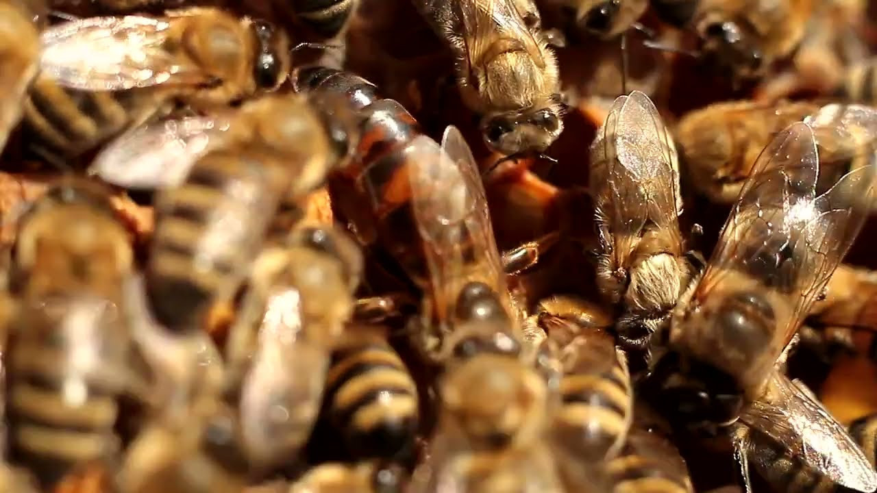 Натуральный мед с семейной пасеки Honey World