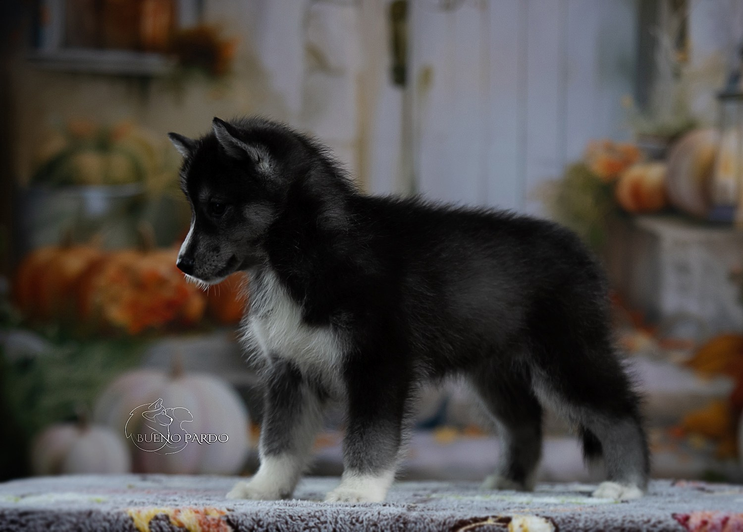 Щенки сибирского хаски из питомника. Питомник собак Акита, Хаски, Корги