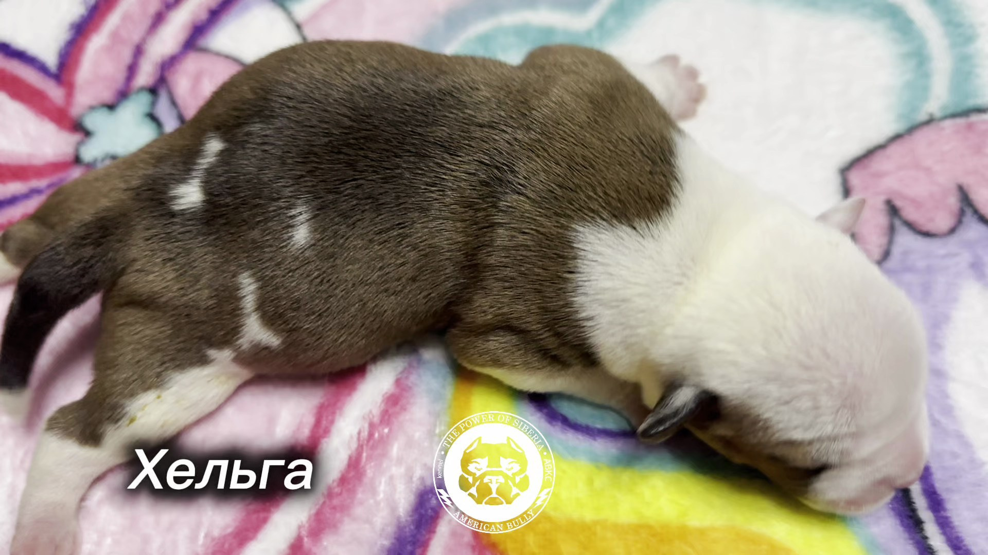 Все свободные щенки. Американский Булли в г. Ростов-на-Дону. Питомник THE POWER OF SIBERIA