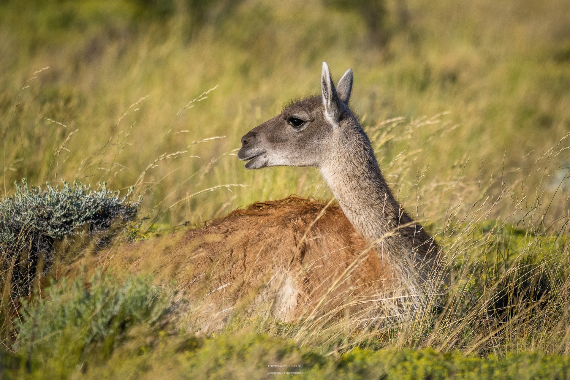 Отзывы о фотографиях. Авторские стильные фотокартины