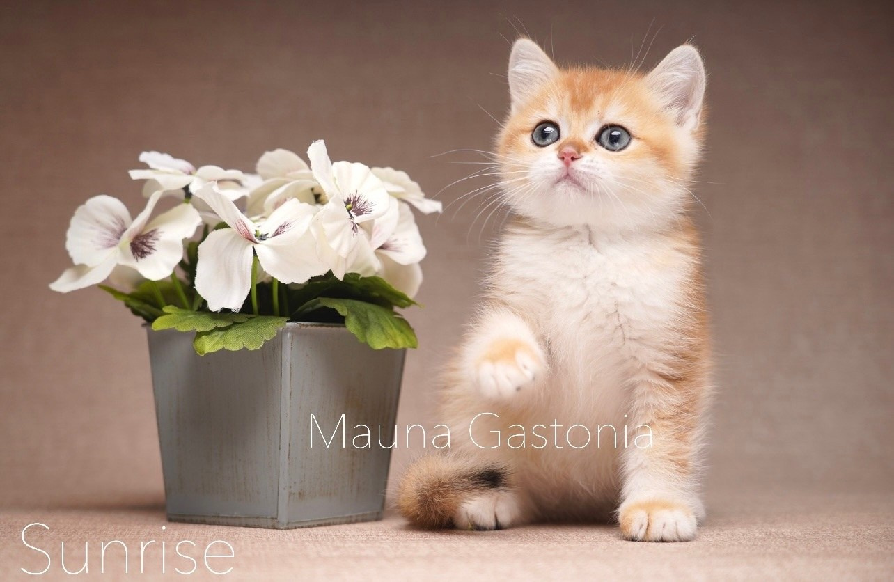 Вопросы и ответы. Mauna Gastonia