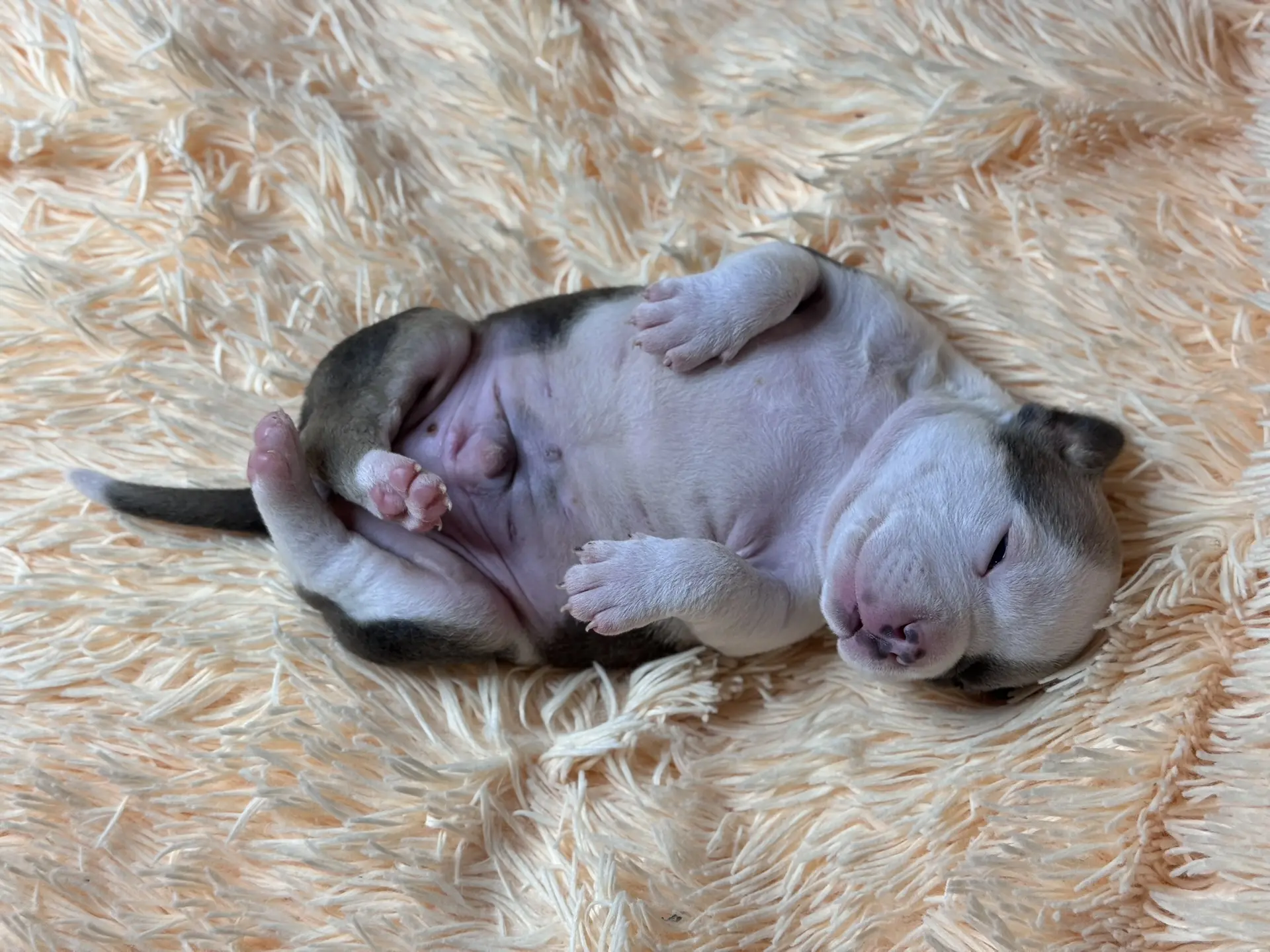 Свободные щенки Американский Булли стандарт и Свободные щенки Американский Булли классик. Американский Булли в г. Ростов-на-Дону. Питомник THE POWER OF SIBERIA