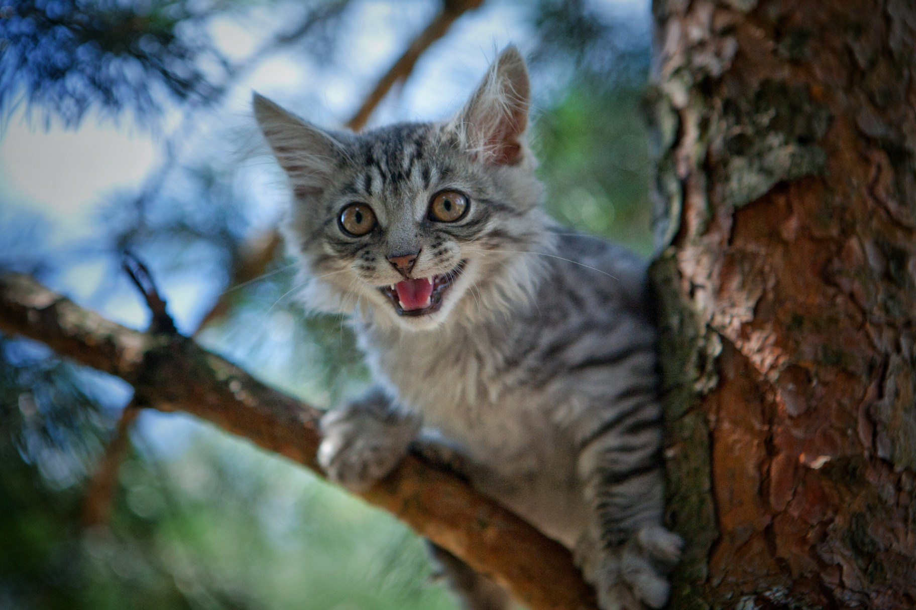 Серый полосатый котёнок сидит на ветке сосны и мяукает