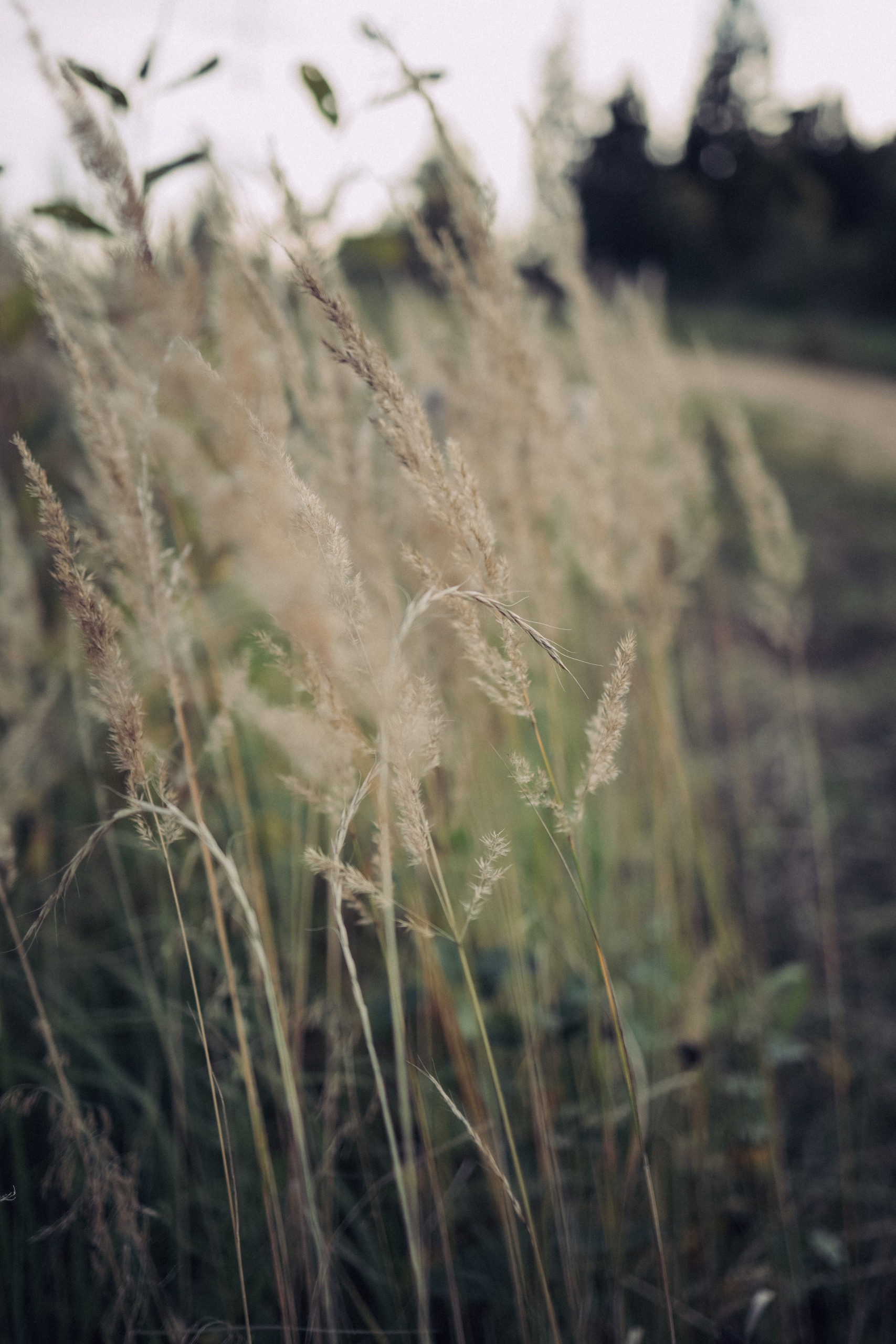 семья Светланы