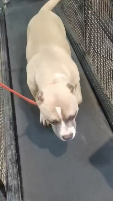 Челси. ПИТОМНИК СОБАК ПОРОДЫ АМЕРИКАНСКИЙ БУЛЛИ