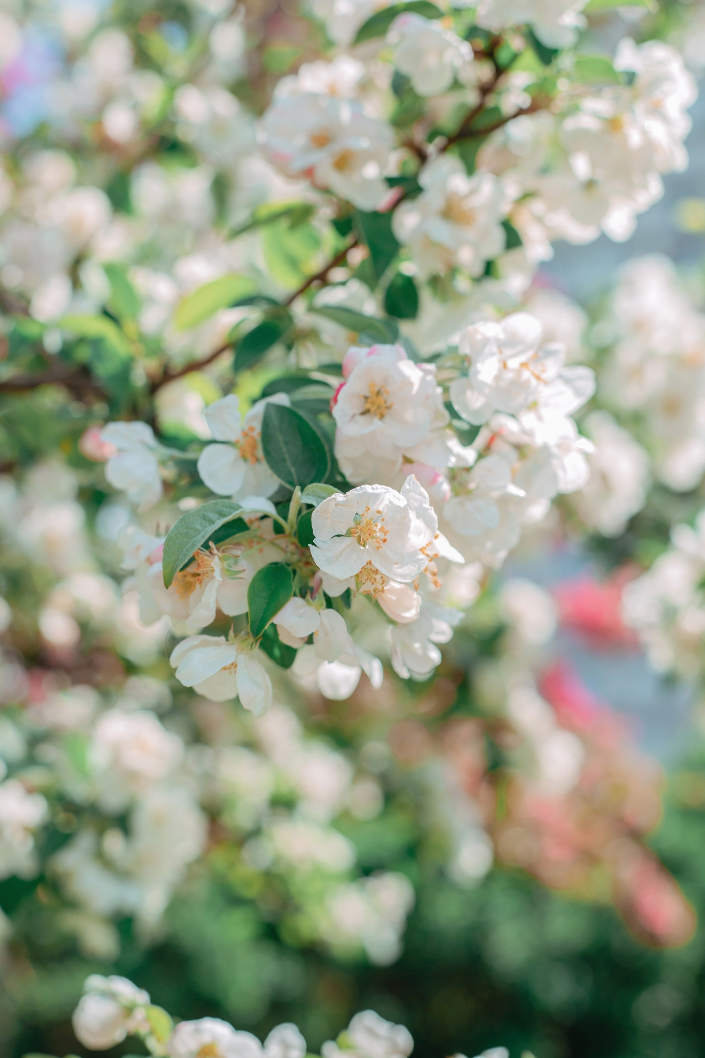 Фотосессия в цветении Яблонь Спб. Фотограф в Санкт-Петербурге, Анна Скворцова