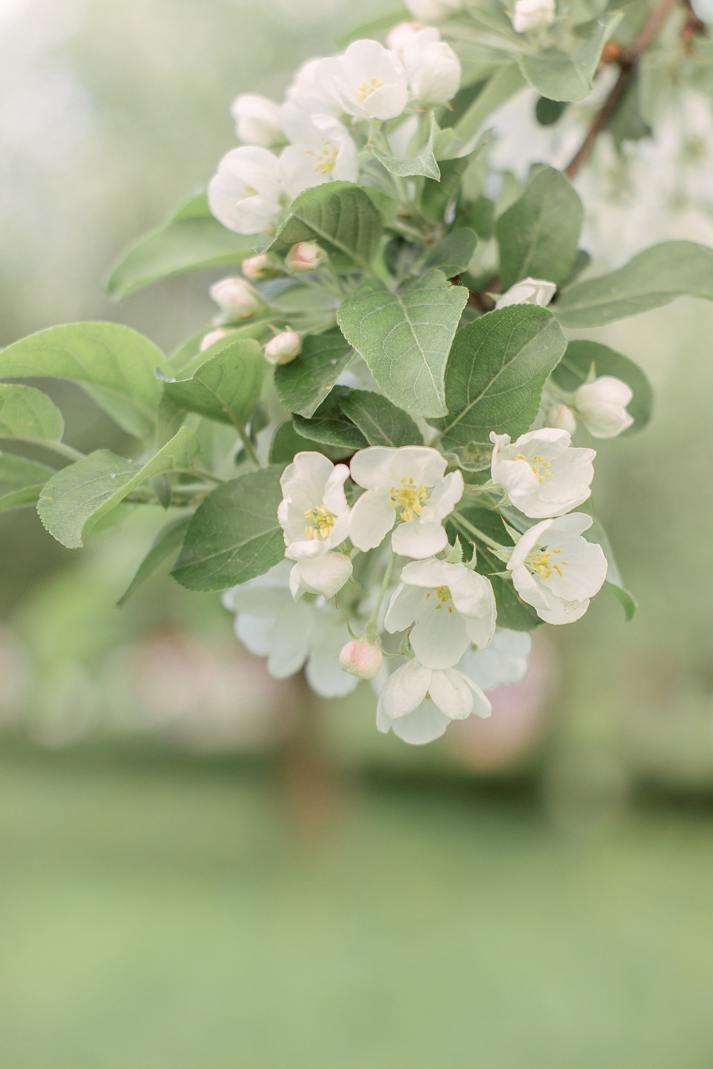 Образы на фотосессию цветения спб. Фотограф в Санкт-Петербурге, Анна Скворцова
