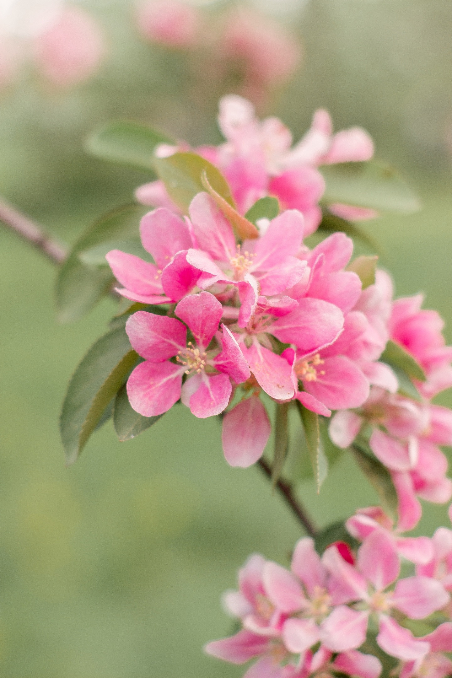 Образы на фотосессию цветения спб. Фотограф в Санкт-Петербурге, Анна Скворцова