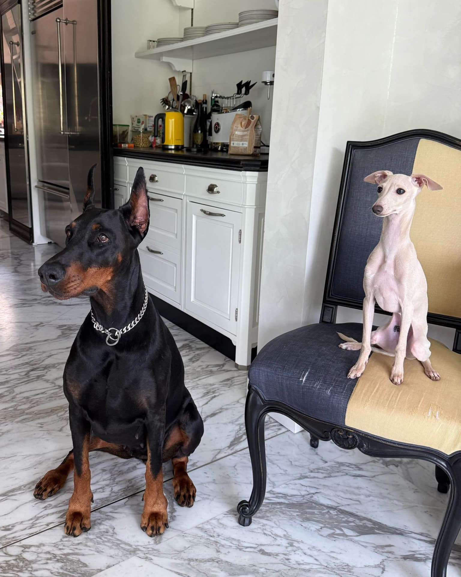 Профессиональный питомник левреток РКФ/FCI ASTI SAPPHIRE 💎 Сочи|Санкт-Петербург