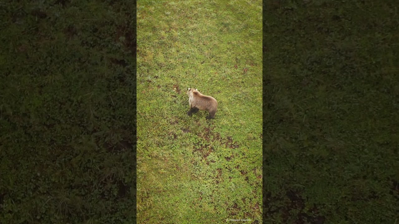 Aerial video. Photographer Kirill Sergeev | Moscow