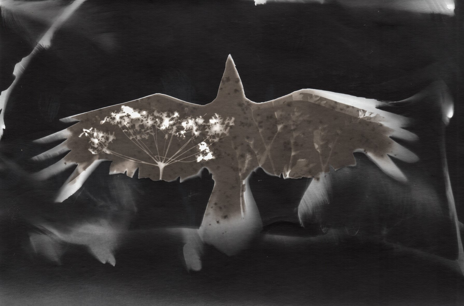 Фотограмма. Юлия Леонова — фотограф, визуальный художник Минск