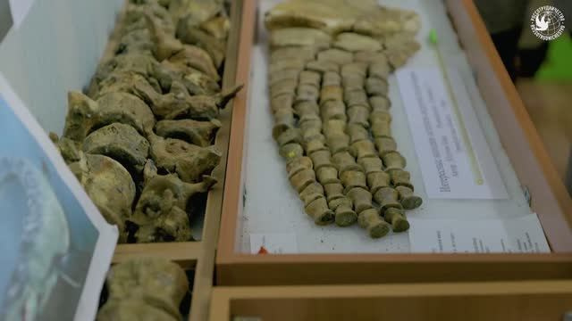 Видео продукт. Тархановский Павел Фото/Видео съёмка