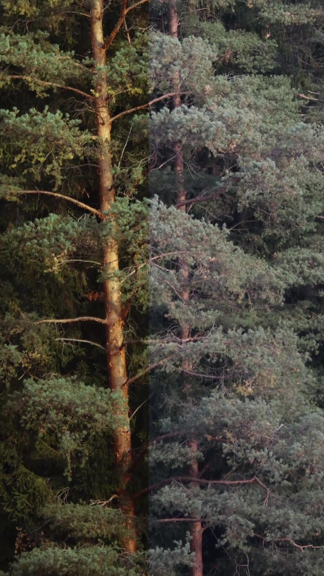 Все пресеты VN |КИНО. Кинематографичный фотограф, видеограф Лина Плешакова, Санкт-Петербург
