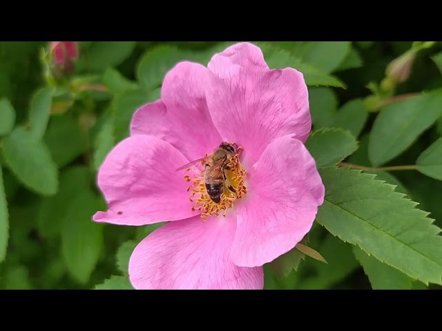 Синрин-йоку. Марина Рыбкина — Глубинная психология