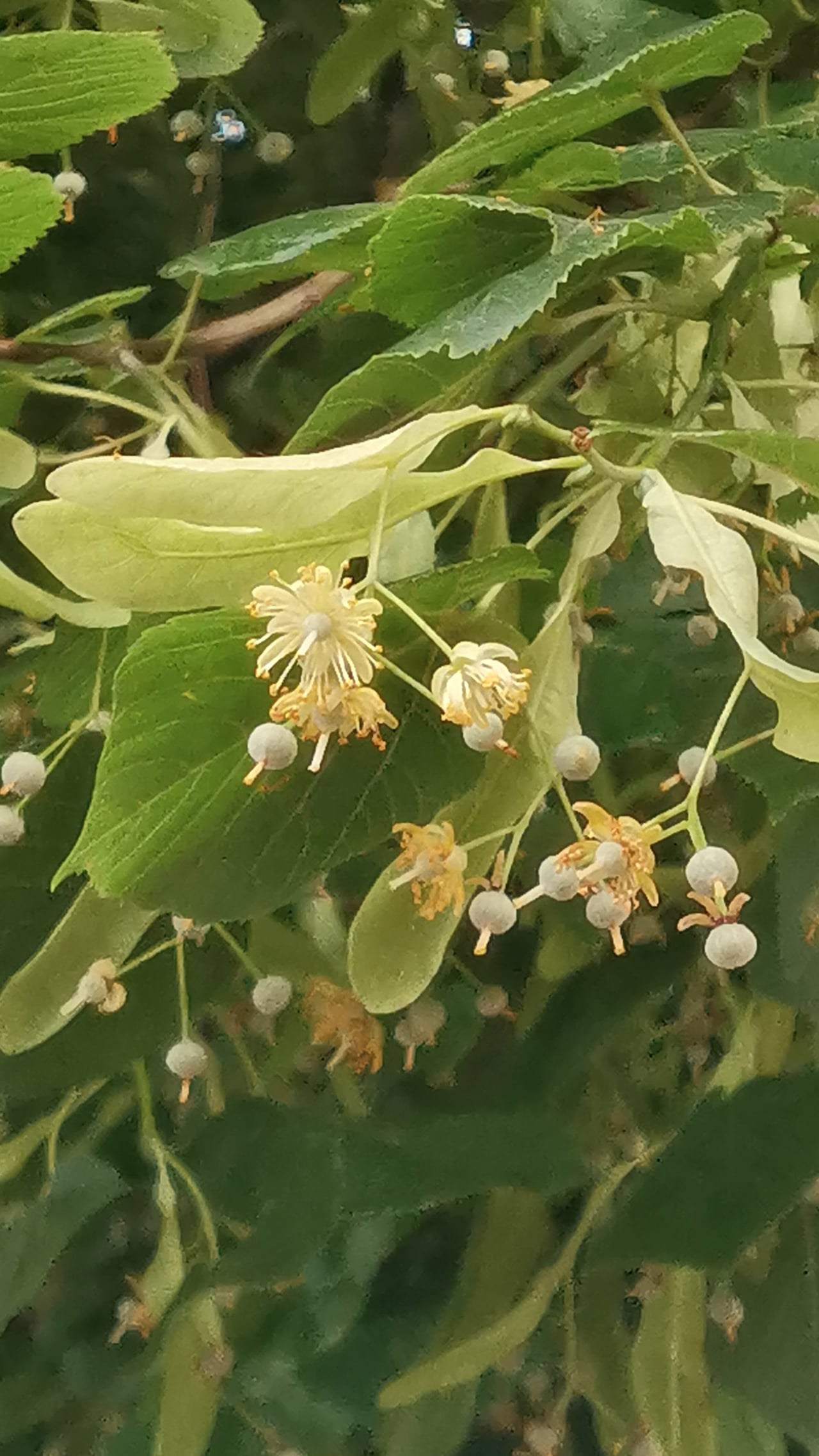 Наталья Алаторцева — Медленный шаг