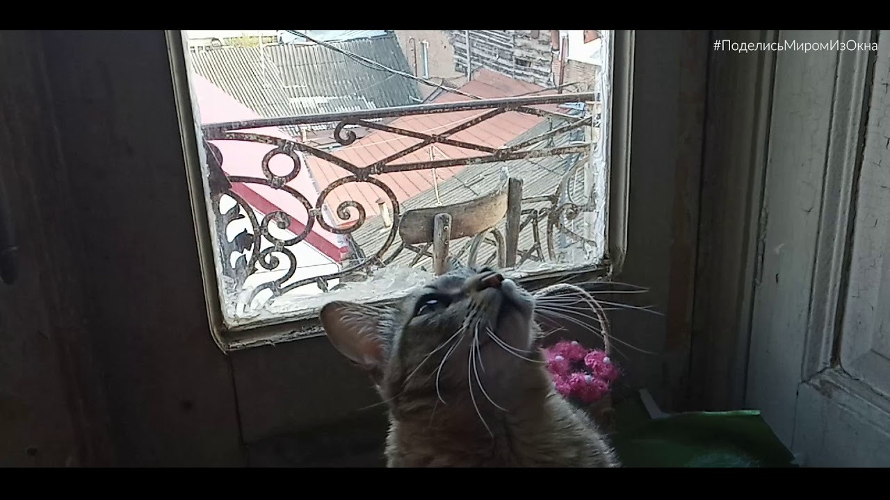 Флешмоб-проект #ПоделисьМиромИзОкна. Семейный фотограф в Москве Елена Снегирева