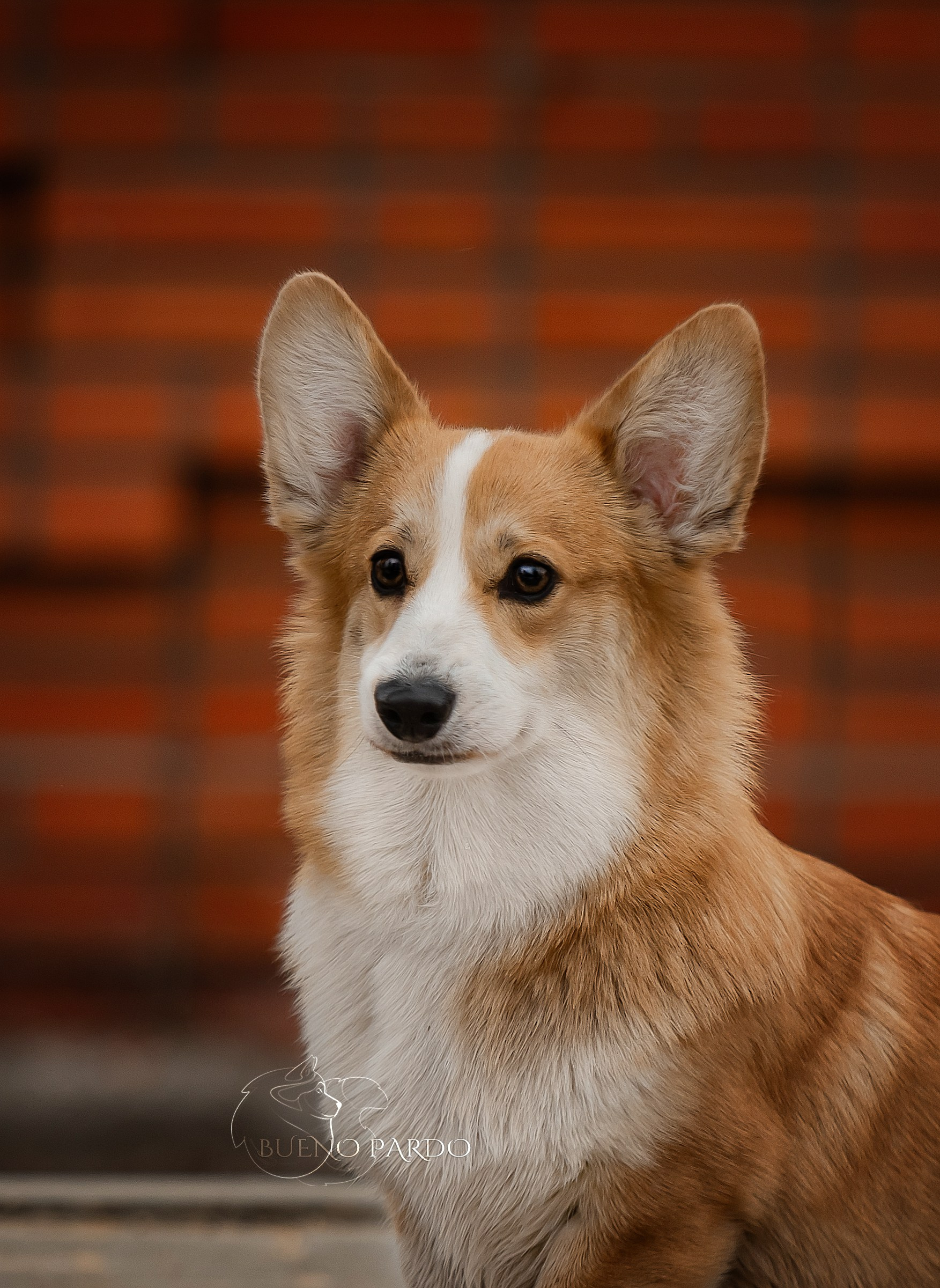 Щенки вельш корги пемброк из питомника. Питомник собак Акита, Хаски, Корги