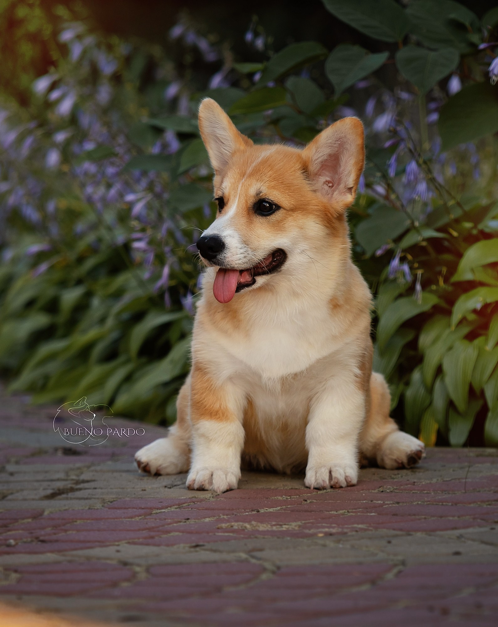 Щенки вельш корги пемброк из питомника. Питомник собак Акита, Хаски, Корги