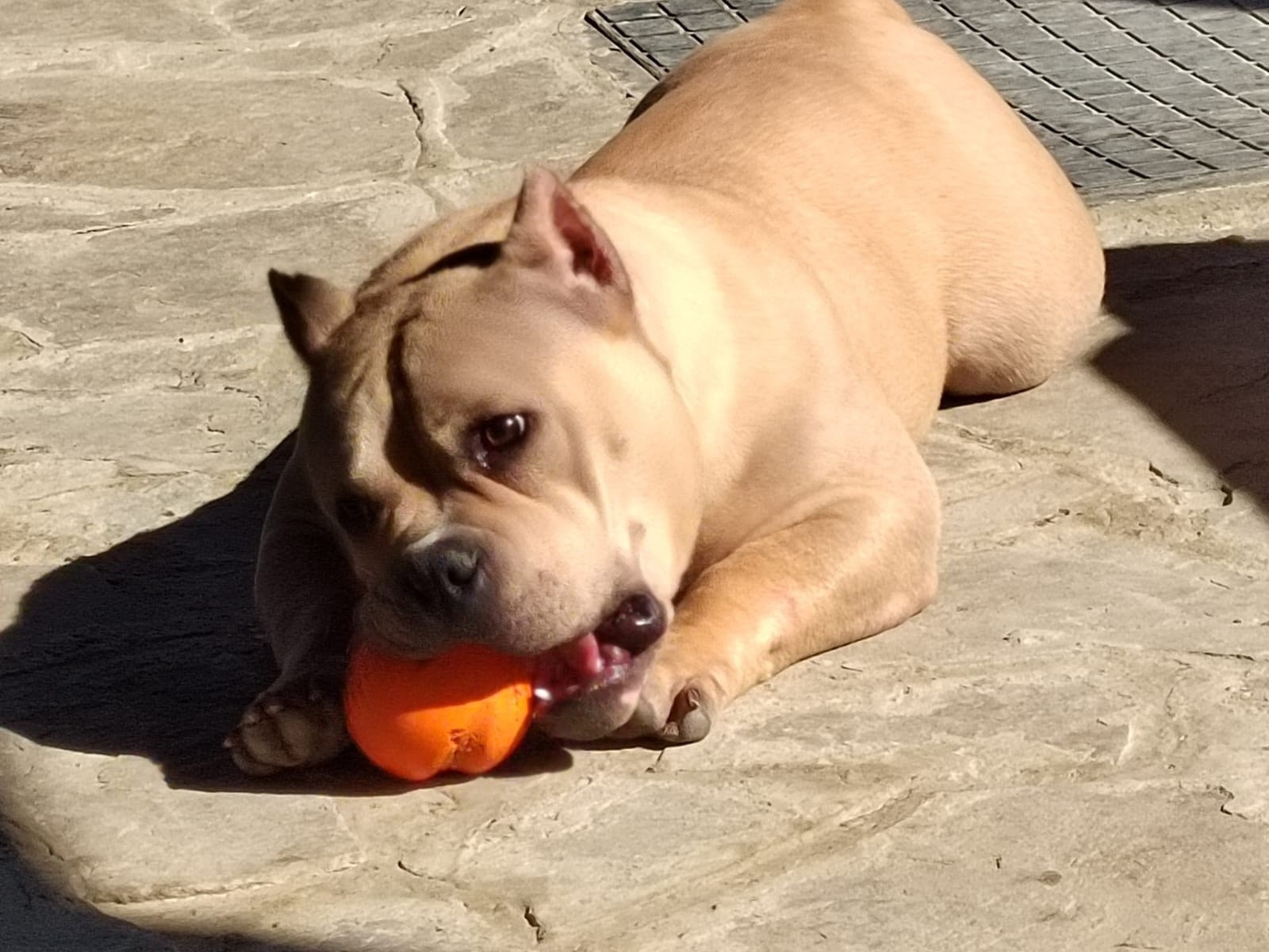 Питомник собак породы Американский Булли в Казахстане