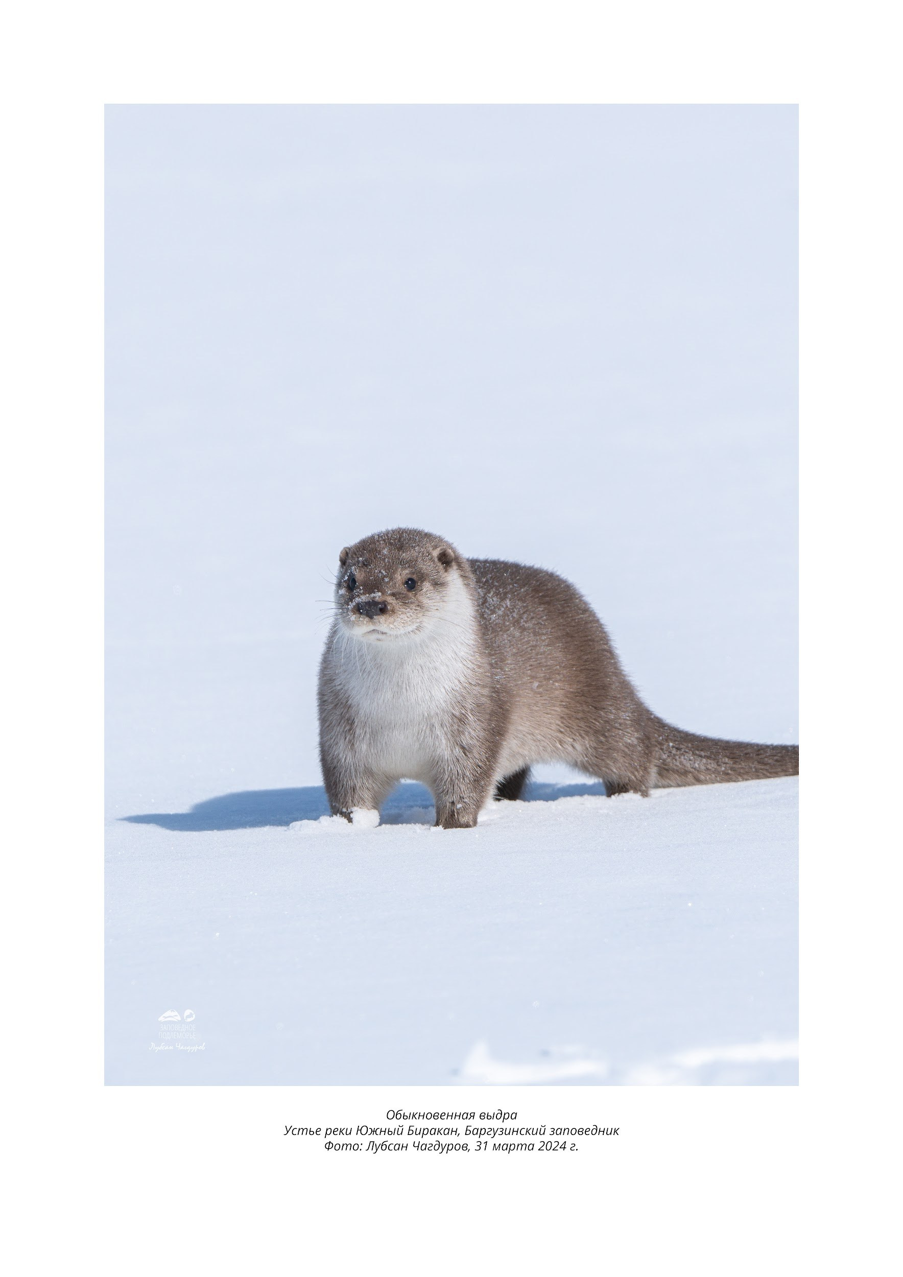 Фотограф Лубсан Чагдуров