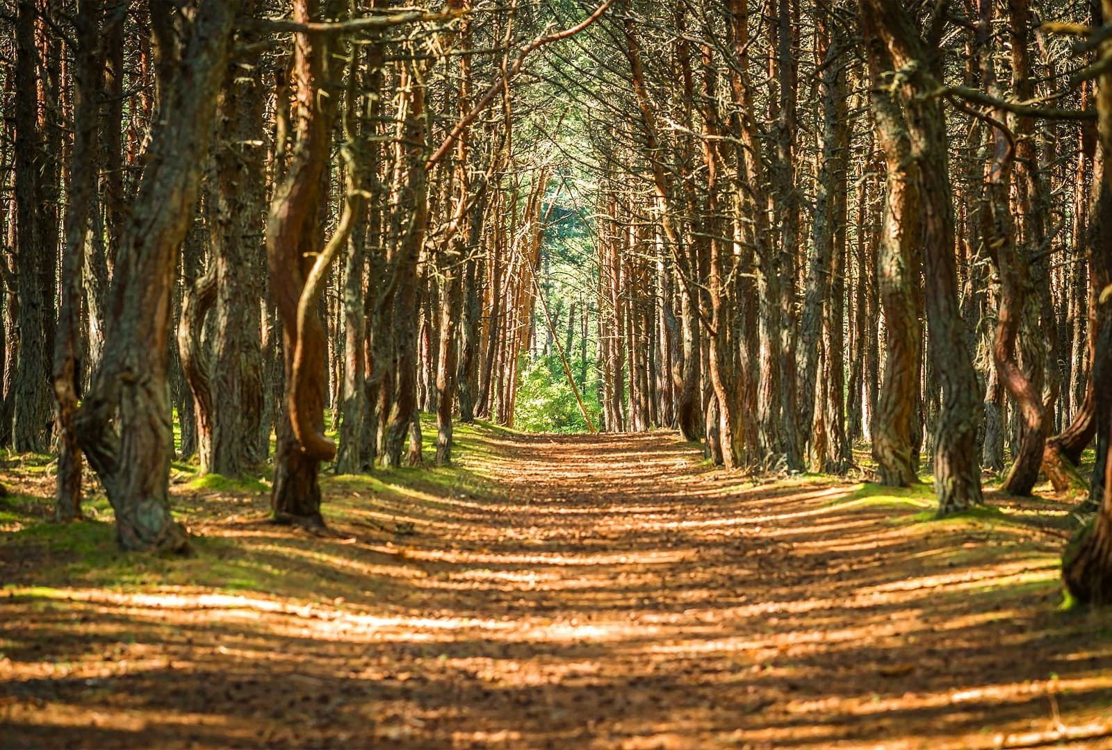 один из самых таинственных и притягательных памятников природы на побережье Балтики