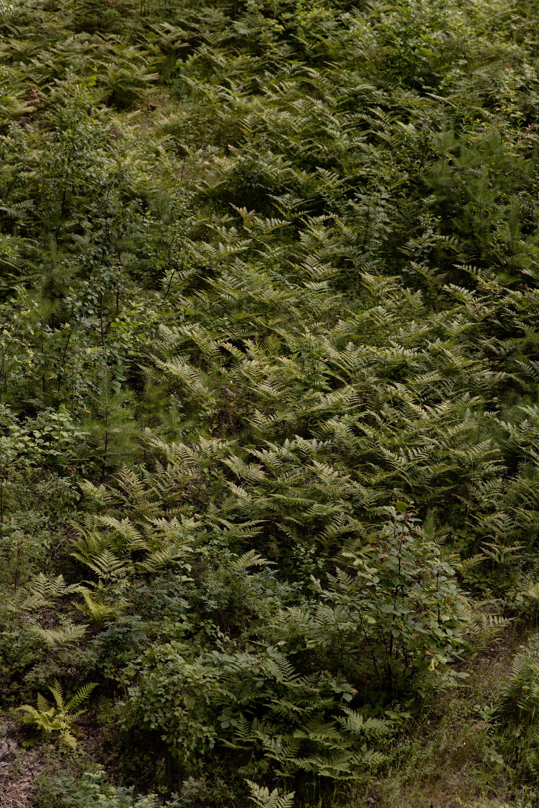 Татьяна & Дмитрий. Yura Rush Свадебный фотограф Тюмень