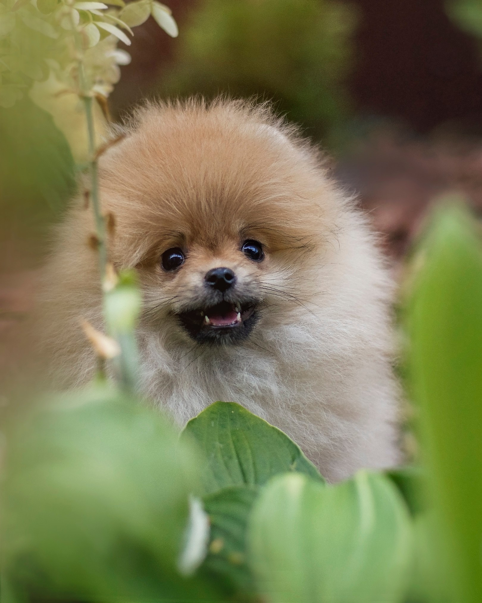 Собаки. Фотограф-анималист Нижний Новгород
