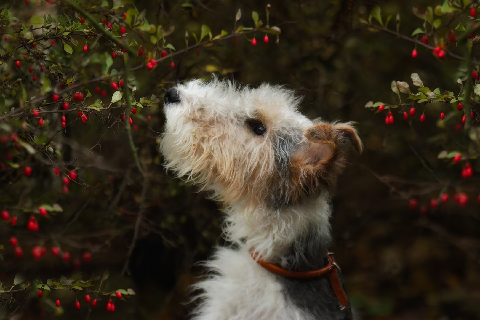 Отзывы. Фотограф-анималист Юлия Зубкова