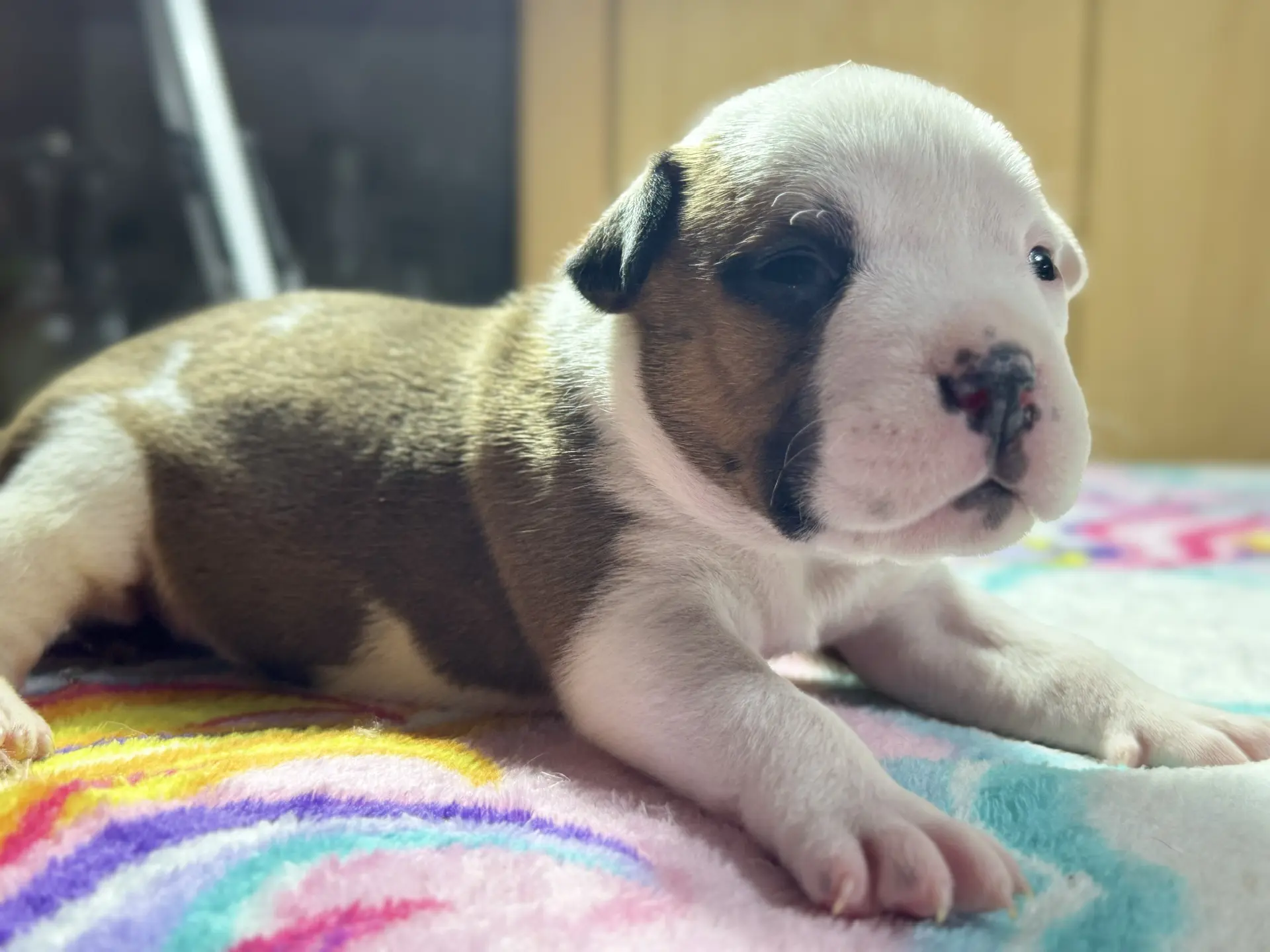 Свободные щенки Американский Булли стандарт и Свободные щенки Американский Булли классик. Американский Булли в г. Ростов-на-Дону. Питомник THE POWER OF SIBERIA