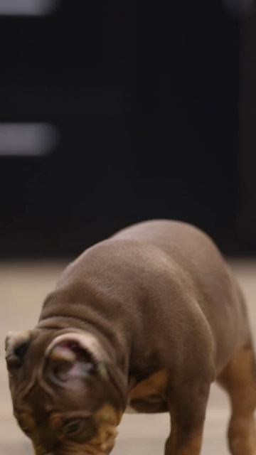 Дети Jo Jo. ПИТОМНИК СОБАК ПОРОДЫ АМЕРИКАНСКИЙ БУЛЛИ