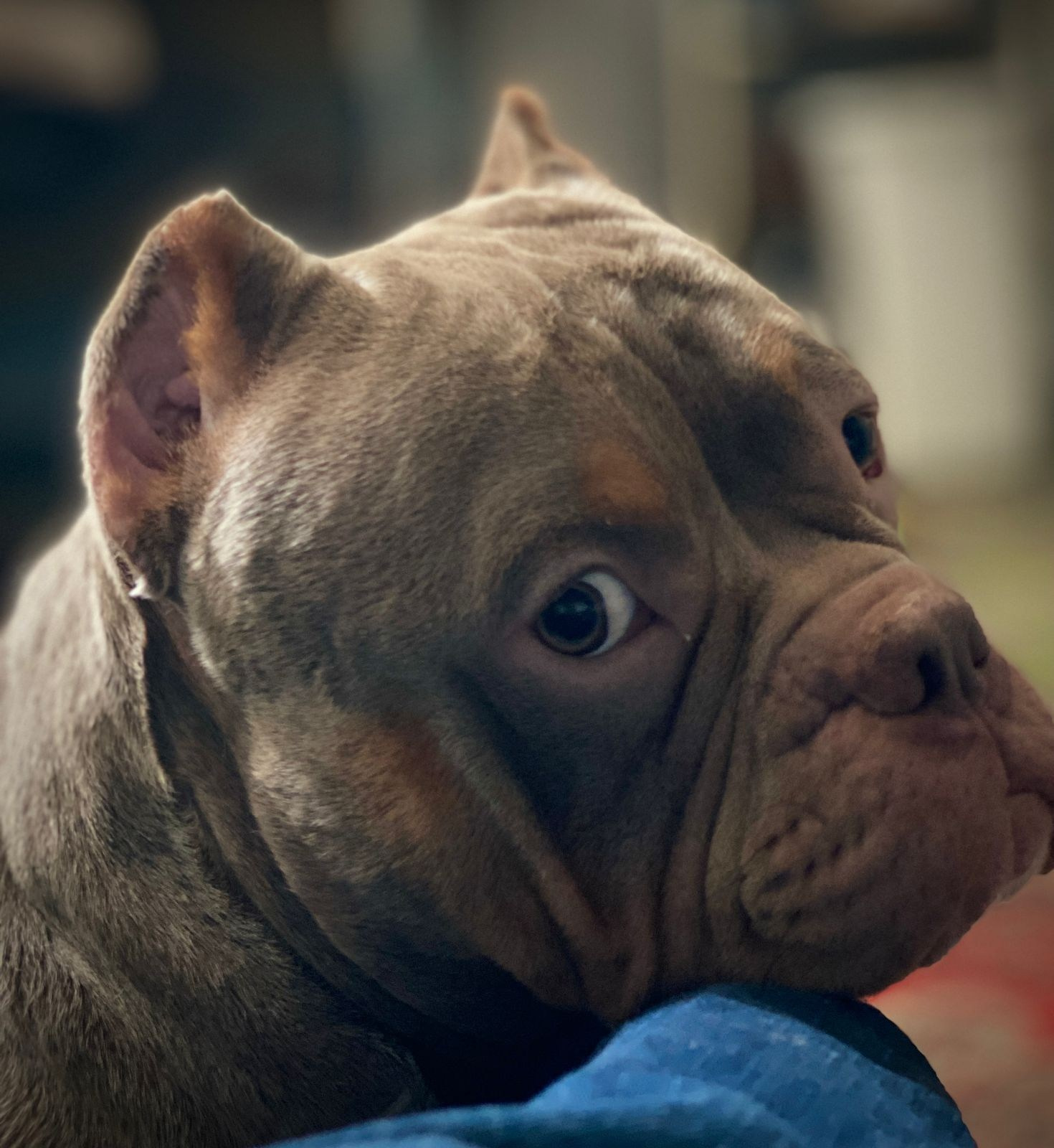 купить American Bully Калининград