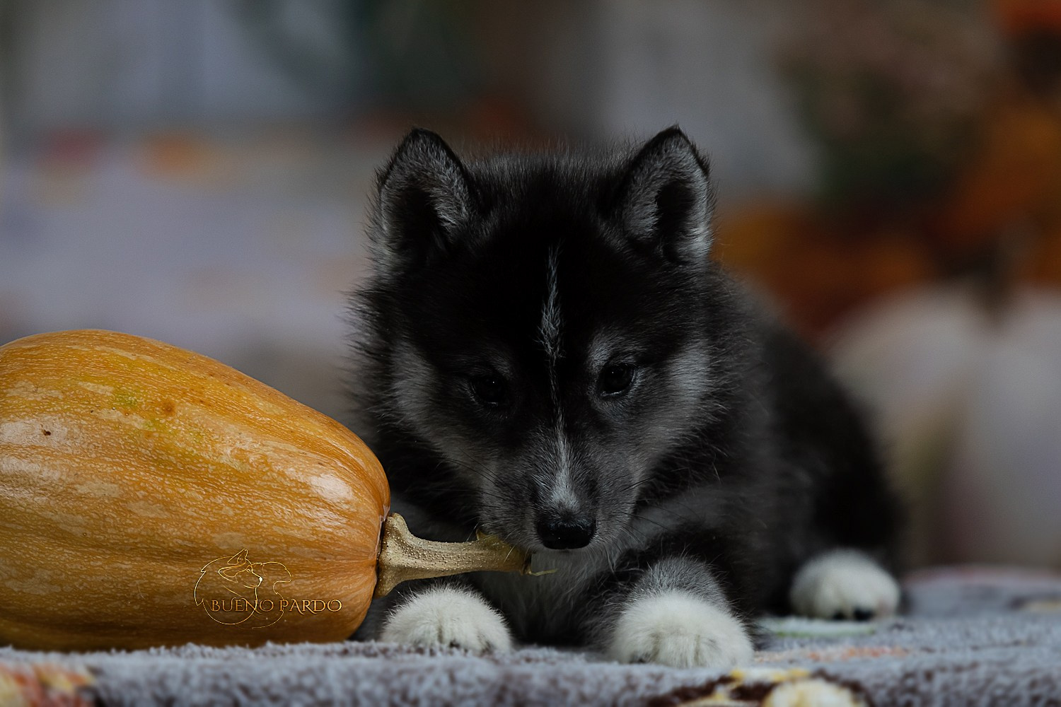 Щенки сибирского хаски из питомника. Питомник собак Акита, Хаски, Корги