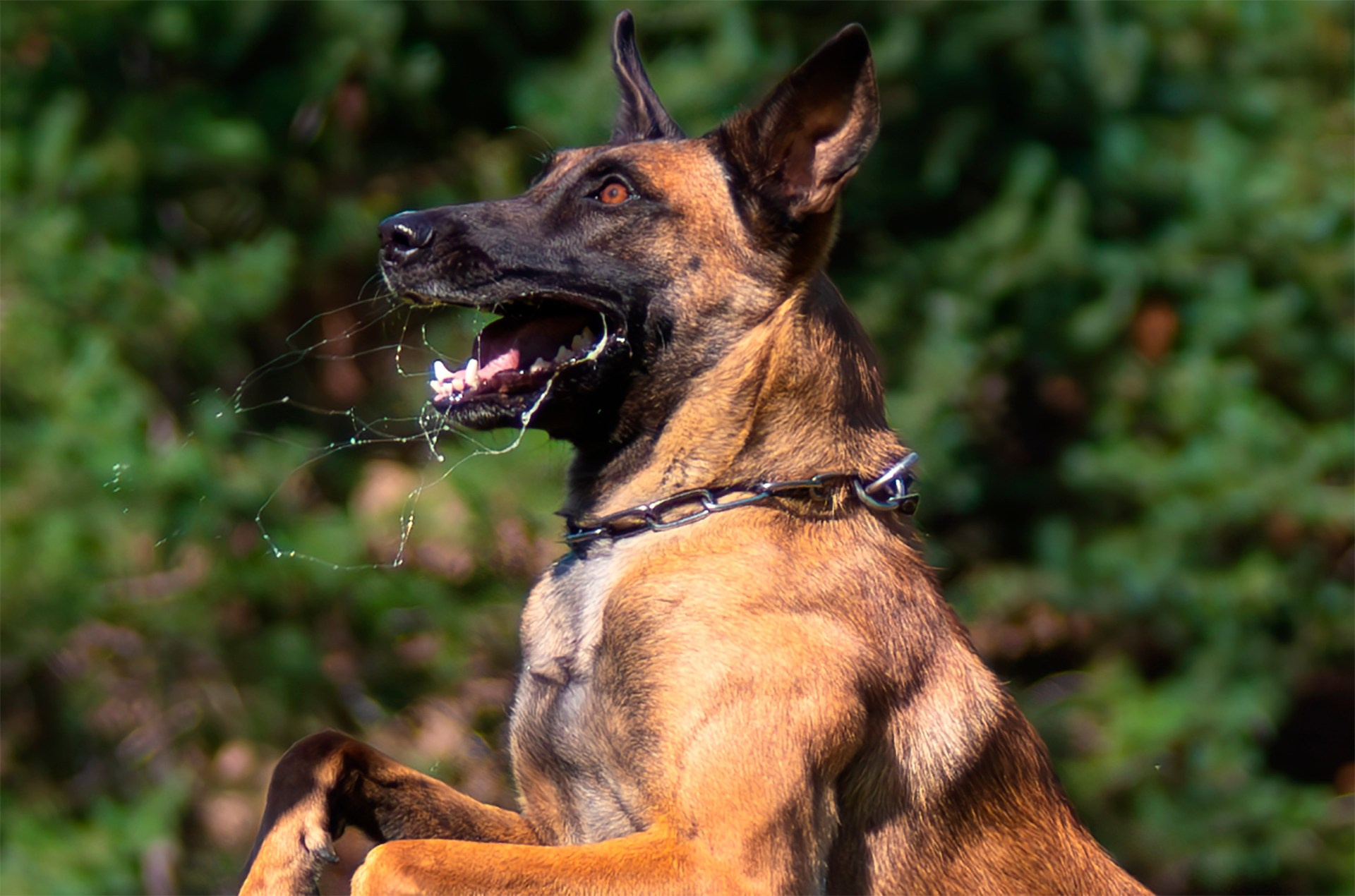 Фотограф анималист репортаж. Фотограф анималист — Тула, Москва