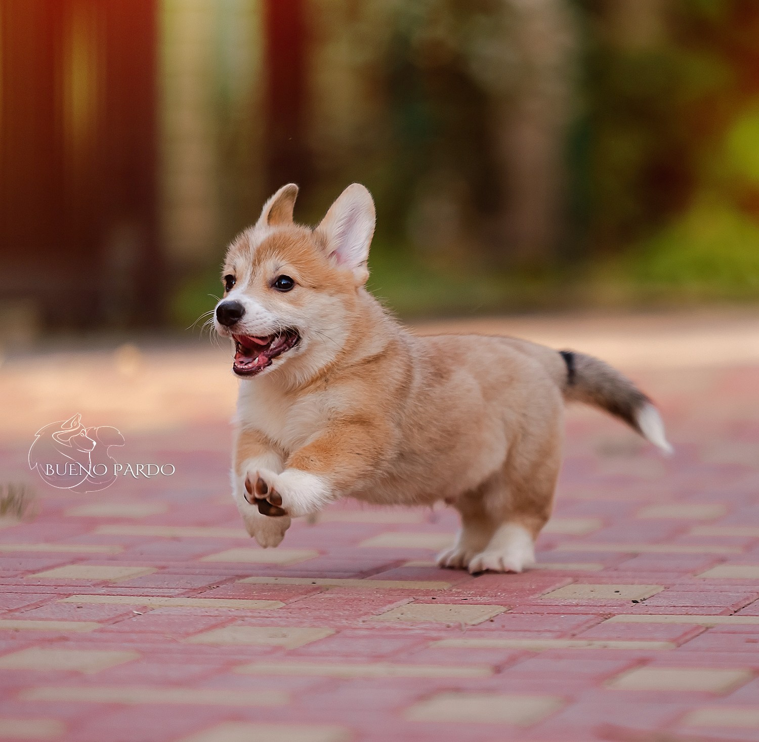 Щенки вельш корги пемброк из питомника. Питомник собак Акита, Хаски, Корги