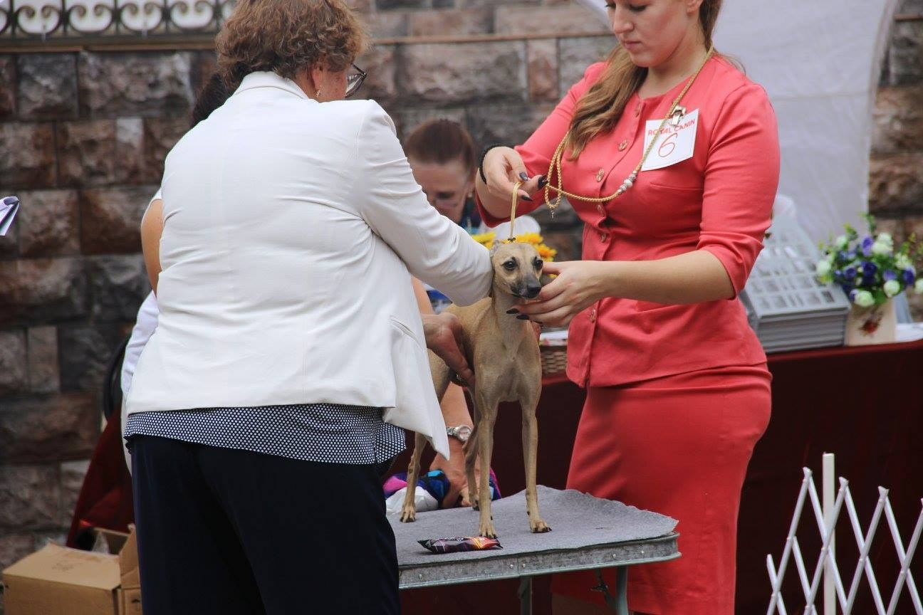 Организация монопородной выставки. Профессиональный питомник левреток РКФ/FCI ASTI SAPPHIRE 💎 Сочи|Санкт-Петербург
