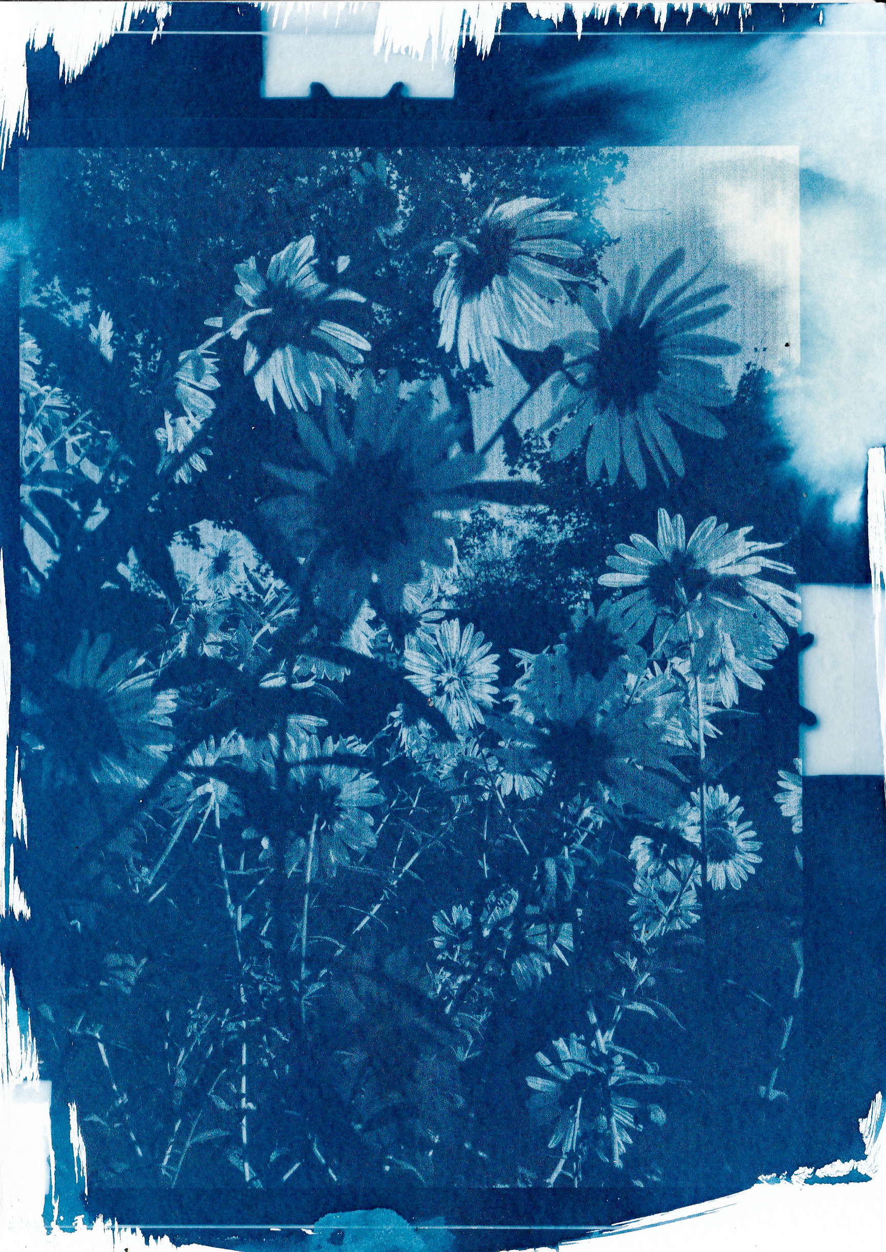 Cyanotype. Julia Gorbunova