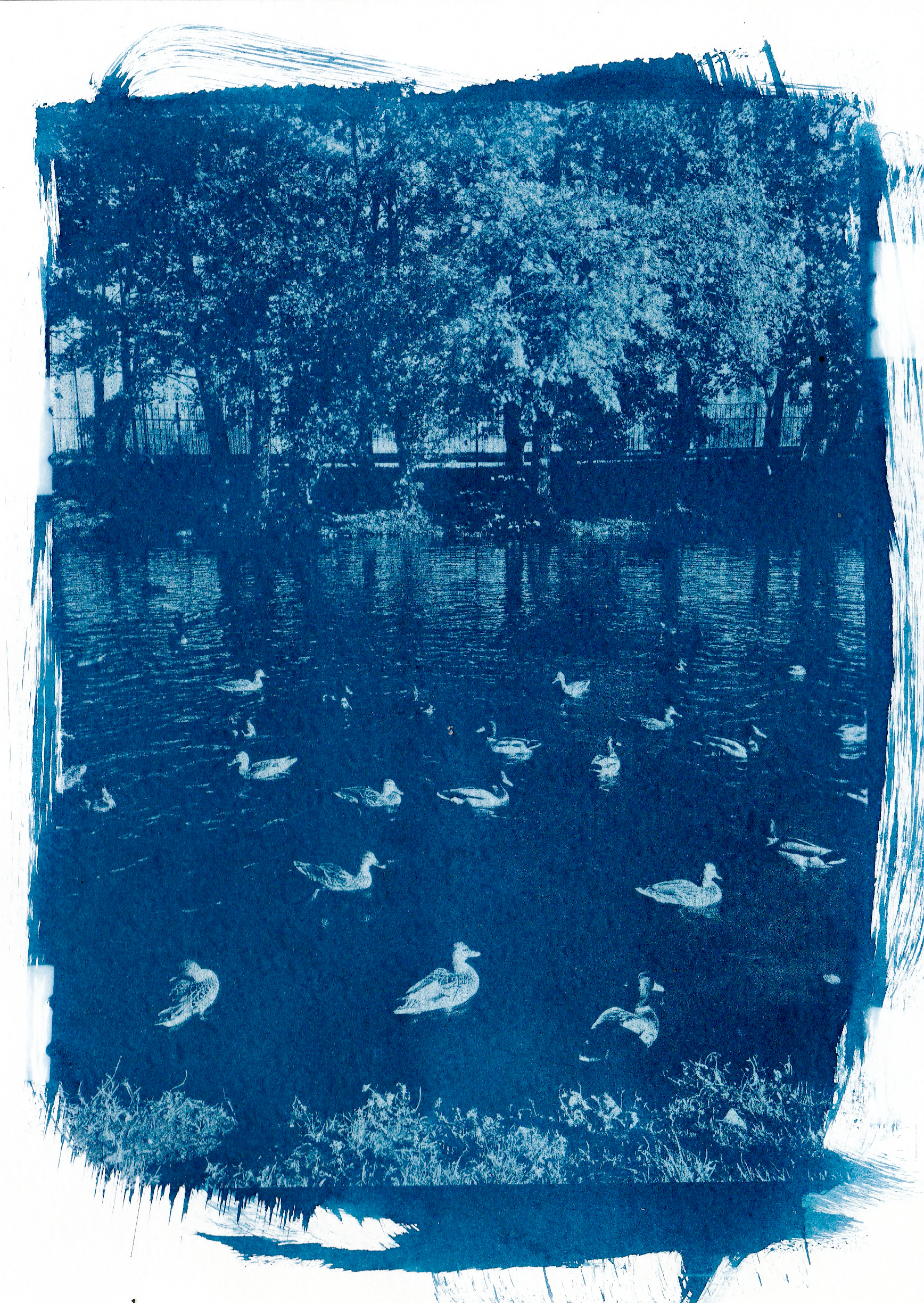 Cyanotype. Julia Gorbunova