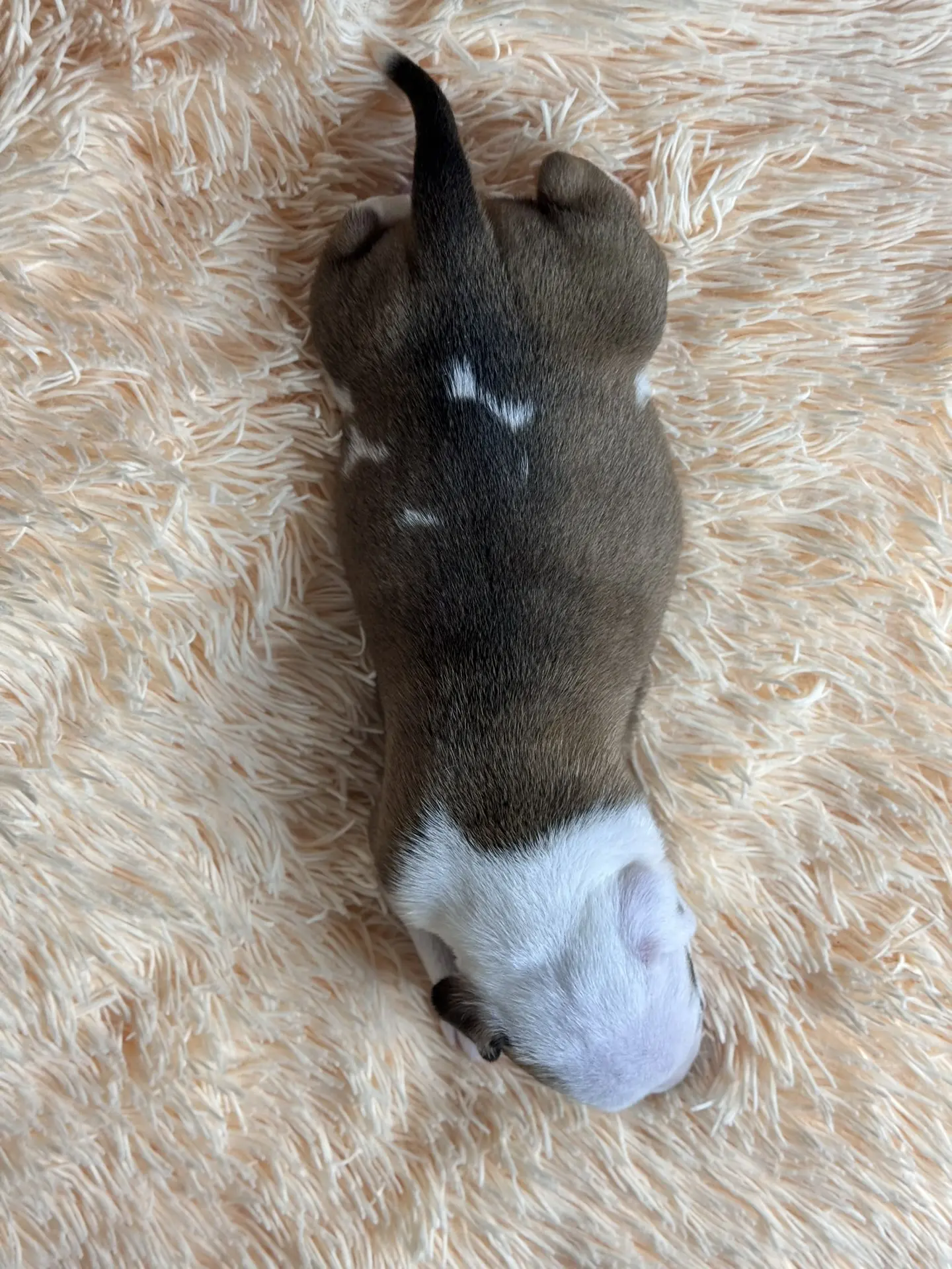 Свободные щенки Американский Булли стандарт и Свободные щенки Американский Булли классик. Американский Булли в г. Ростов-на-Дону. Питомник THE POWER OF SIBERIA