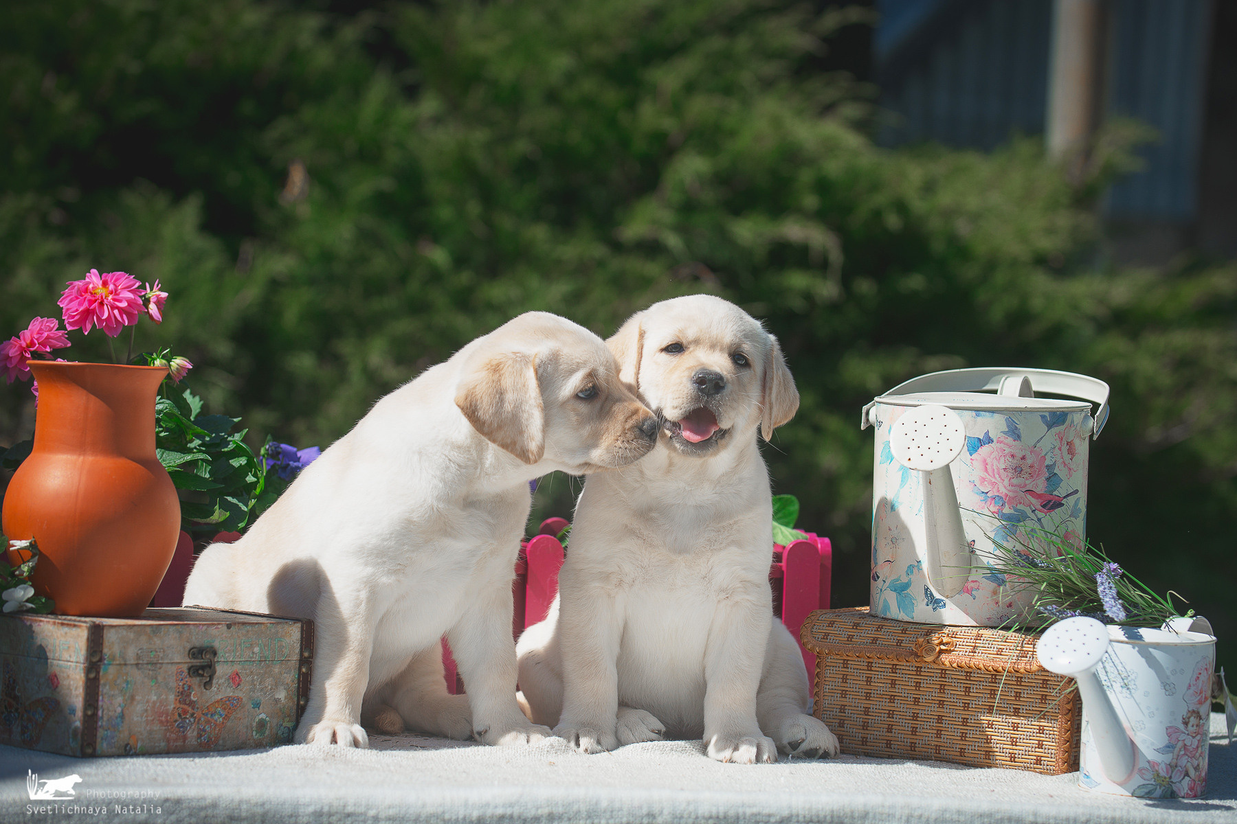 Фотограф-анималист Наталья Светличная