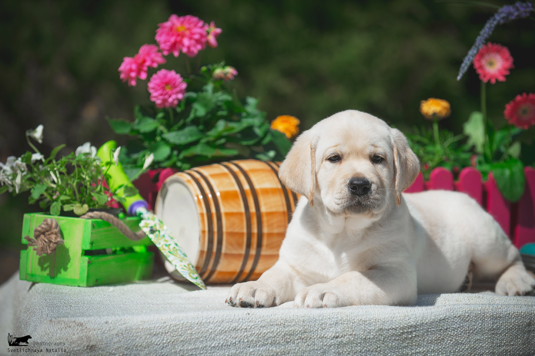 Фотограф-анималист Наталья Светличная