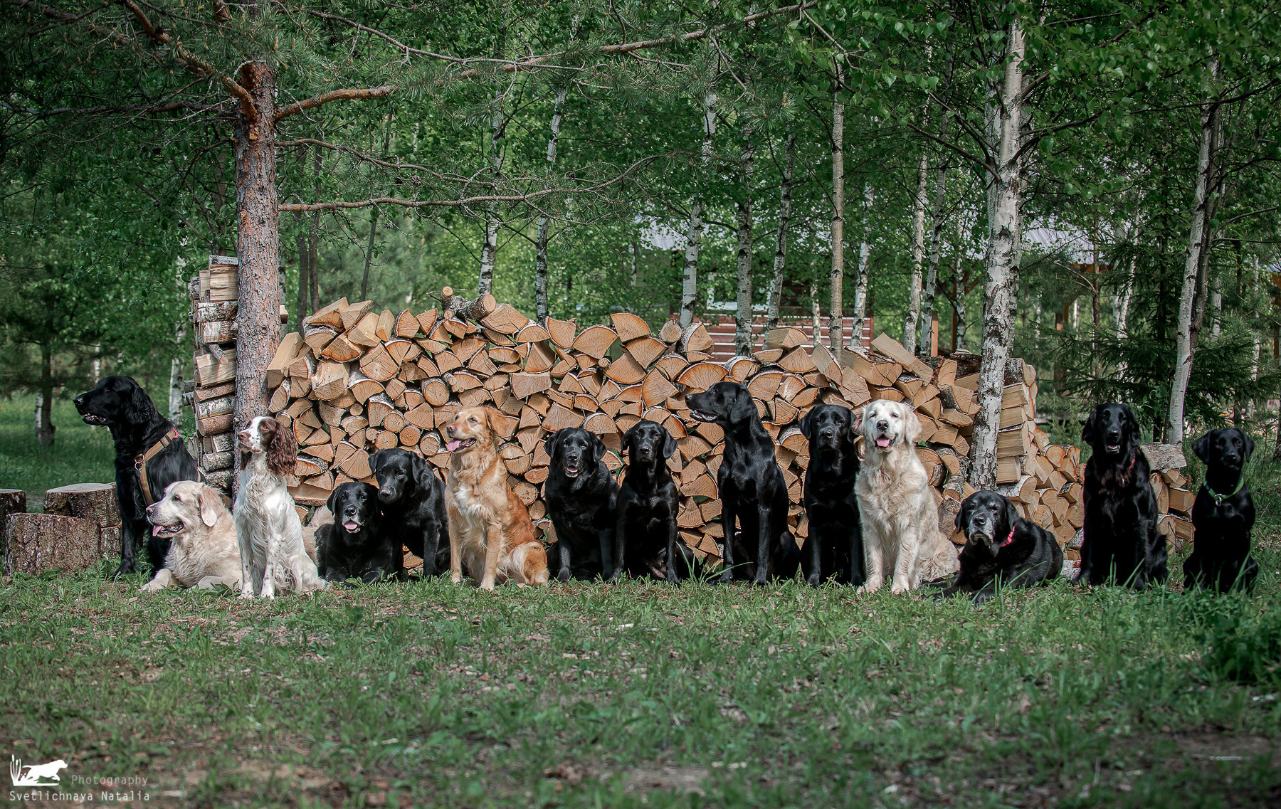 Семинар Е.Токаевой (Школа Шмеля) в Малиново (22.05.2021). Фотограф-анималист Наталья Светличная