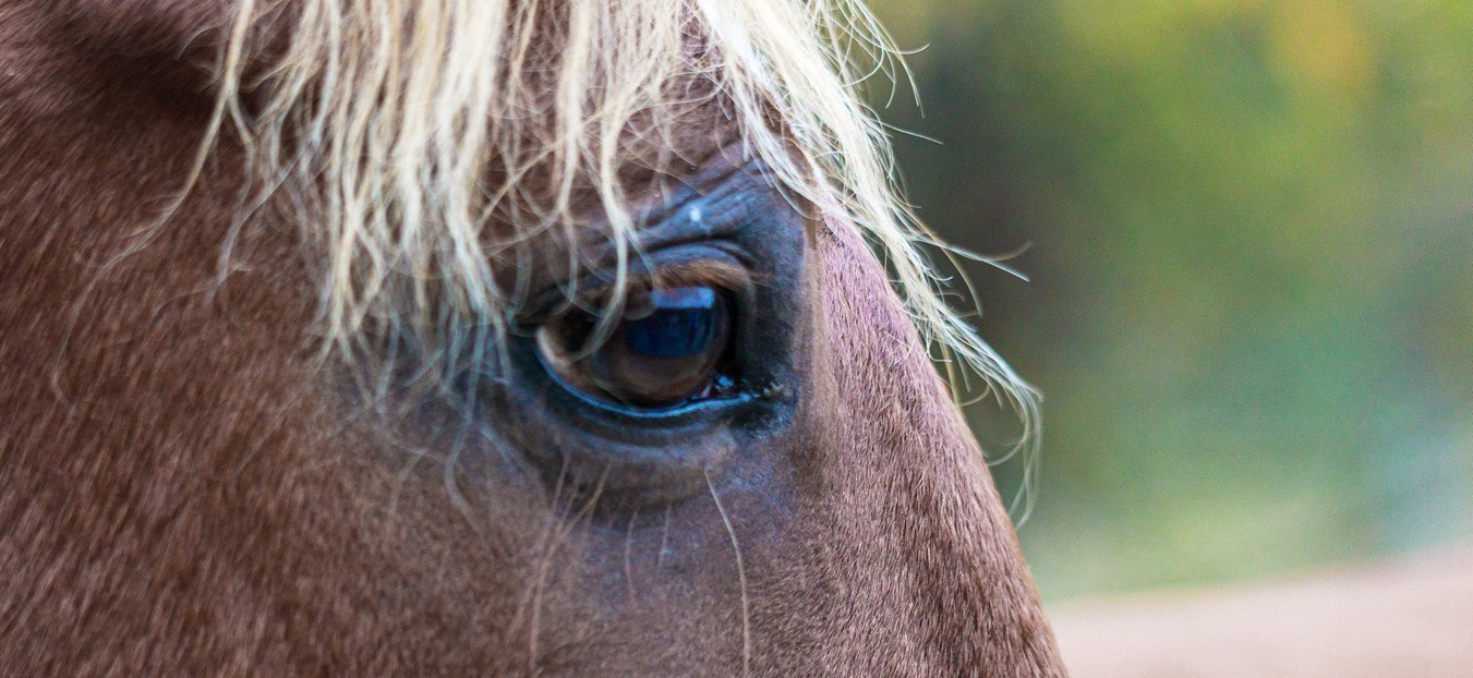 Год ЛОШАДИ. Интерьерный фотограф из Санкт-Петербурга Елена Головкова