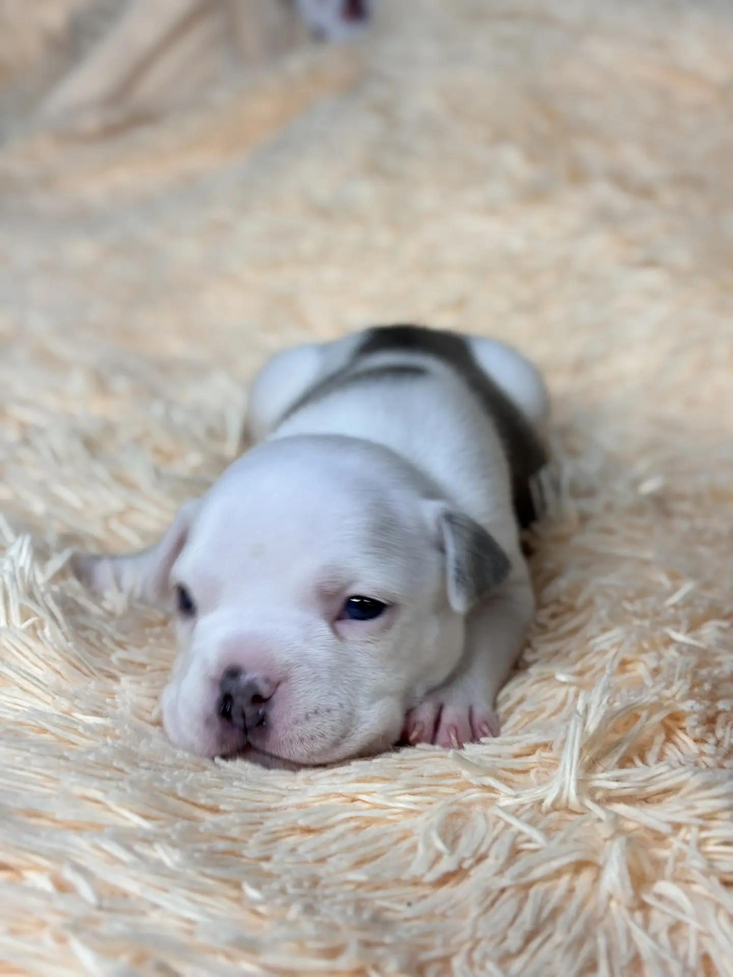 Свободные щенки Американский Булли стандарт и Свободные щенки Американский Булли классик. Американский Булли в г. Ростов-на-Дону. Питомник THE POWER OF SIBERIA