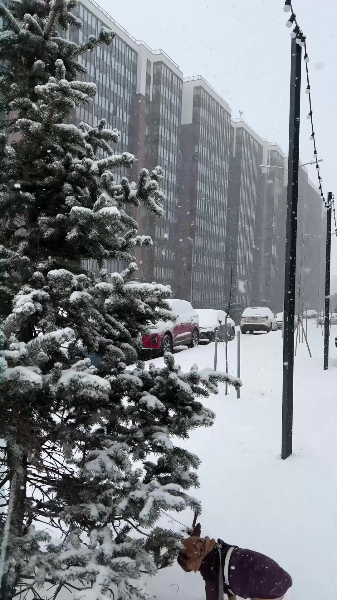 Все пресеты VN |КИНО. Кинематографичный фотограф, видеограф Лина Плешакова, Санкт-Петербург